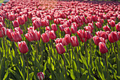 Tulips, Keukenhof. The Netherlands