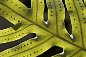 Spores, fern leaf