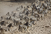 A herd of Burchell's zebras (Equus burchelli) running away from a waterhole in the dry river bed of the boteti river, Botswana
