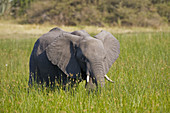 African elephant (Loxodonta africana) in tall grass
