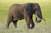 Big male elephant walking