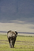 An african elephant walking away from the camera