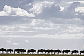 Wildebeest moving over the plains