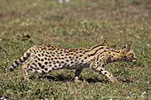 Serval cat stalking