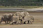 Elephant herd walking