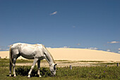 Horse. Jericoacoara, Brazil.