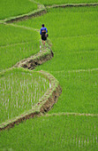White Tay ethnic tribe in rice field, Ban Ko Muong, Hoa Binh province, Vietnam