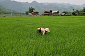 Woman in a rice field, Mai Chau, Hoa Binh province, Vietnam