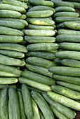 Cucumis sativus