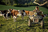 farmgirl on quadbike shifting stock