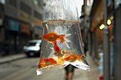 Goldfish, central Hong Kong, China