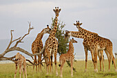 A Masaii giraffe herd eating on the plains of the Masaii Mara, Kenya