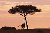 Masaii giraffe standing near a tree at sunrise, Kenya