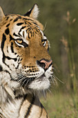A Siberian Tiger Close Up Portrait