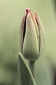 Pinkish closed tulip bud in early morning sunlight