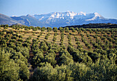 Olivenhaine Naturpark Sierra Mágina Provinz Jaén Andalusien Spanien