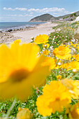 Blumen am Strand, Frühling, Castellabate, Cilento, Italien