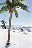 Liegestühle und Palme, Schneebar an der Skipiste, Apres Ski Bar, Winter, Skigebiet Crans Montana, Schweiz