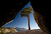 Boulders and a tree at dusk, Yosemite National Park, California, USA, America
