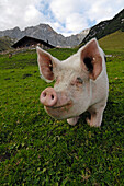 Pig on an alpine meadow, Tyrol, Austria, Europe