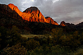Felswand im Licht der Abendsonne, Zion Nationalpark, Utah, Nordamerika, Amerika