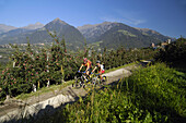 Zwei Mountainbiker bei einer Apfelplantage, Schenna, Trentino-Südtirol, Italien