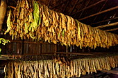 Inside tobacco kiln, Vinales, Pinar del Rio, Cuba, West Indies