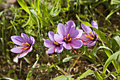 Saffron crocus. Toledo province, Castilla-La Mancha, Spain