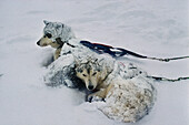 Huskies,  sled dogs,  snow covered. Baqueira Beret. Pyrenees Mountains. Lleida province. Catalonia. Spain