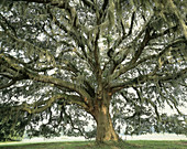 Live Oak Tree @ the Old South Golf course @ Hilton Head, SC