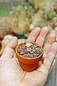 Cone plant (Conophytum sp.) in a private colection