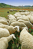 Sheep and LEspluga Calba in background. Lleida province, Catalonia, Spain