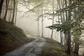 Trail, forest in mist. Belate, Baztan valley, Navarra