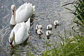 Animal, Color, Colour, Cygnet, Cygnets, Mute swan, Swimming, Themes, Togetherness, B23-765350, agefotostock