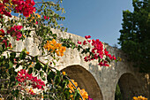 Flower blossoms turkish aquaduct acco. Israel.
