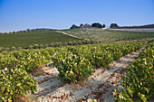 Vineyards deir rafat monastery soraq valley. Israel.