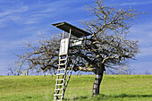 Hut raised hide standing against a bare tree, Alsace, France