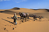 Camel train. Merzouga sand dunes. Erfoud region. Morocco