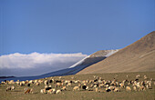 PASHMINA GOATS, RACHUN KARU 4700 M, CHANGTANG, LADAKH, INDIA