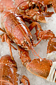 fresh cooked cardigan bay lobster seafood  for sale  in fishmongers shop in Aberaeron Ceredigon Wales UK