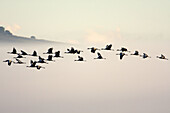 many cranes flying, gallocanta, Spain