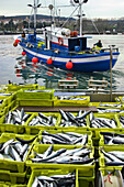 Mackerel catch (Scomberomorus maculatus) and fishing boat, Colindres port, Cantabria, Spain, Europe