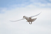 Dove flying