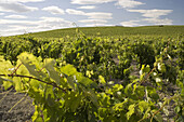 Vineyards, Jerez de la Frontera. Cadiz province, Andalucia, Spain