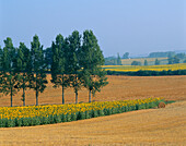 Sunflower Field, General, The Dordogne, France