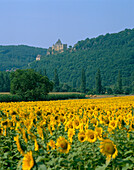 Sunflower field with Chateau de Castelnaud in distance, General Landscape, The Dordogne, France