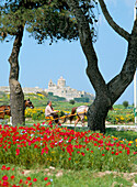 City view with pony traps and spring flowers, Mdina, Malta, Maltese Islands