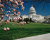 The Capitol, Washington DC, District of Columbia, USA