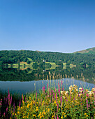 View over Lake with colourful wild flowers, Grasmere, Cumbria, UK, England