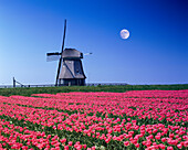 Windmills, General, Netherlands